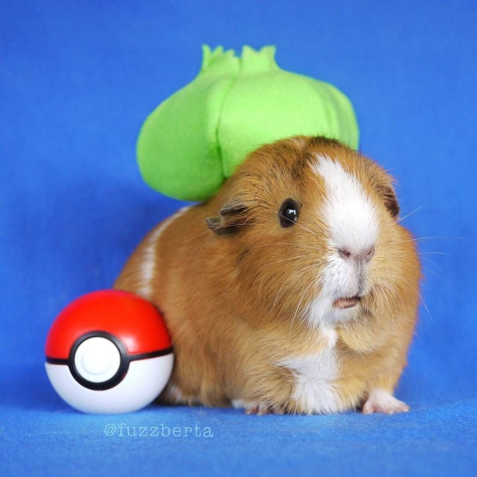 Морские свинки