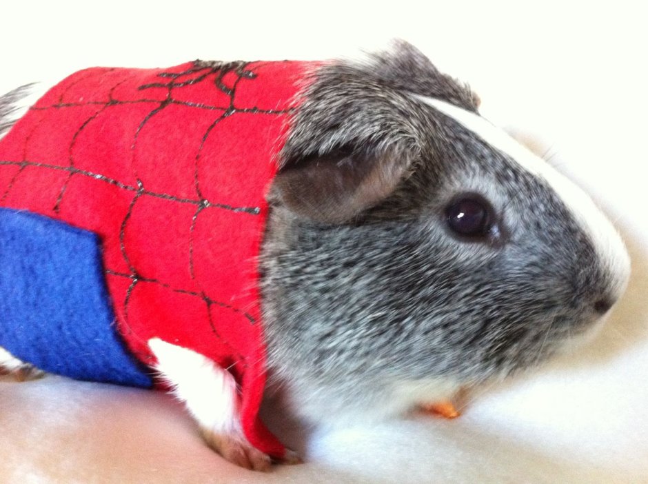 Морская Свинка гангстер