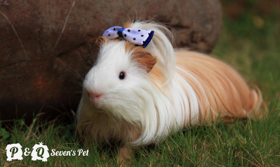 Большая морская Свинка Куи