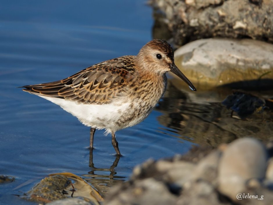 Маленькая пестрая птичка с длинным клювом