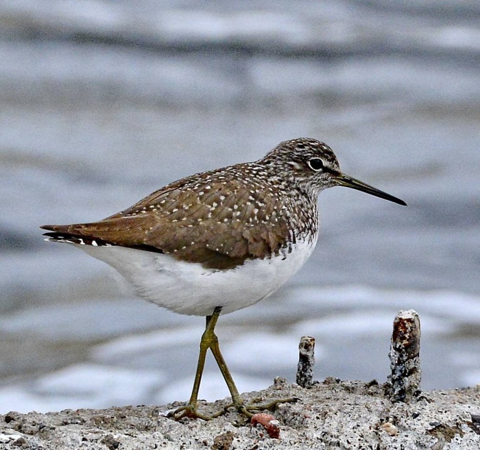 Черныш Tringa ochropus