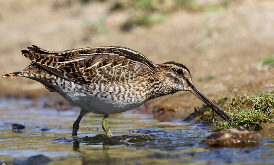 Бекас Кулик птица