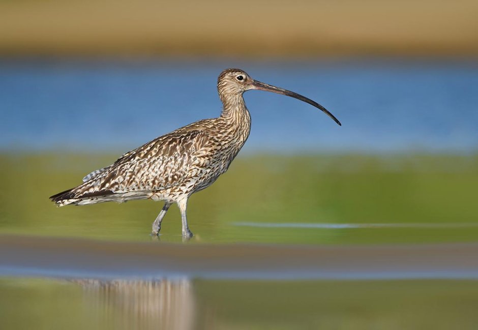 Птица картинка Кулик-серпонос для детей
