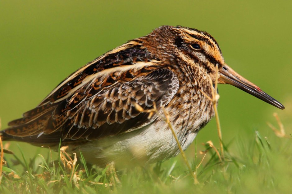 Бекас дупель гаршнеп