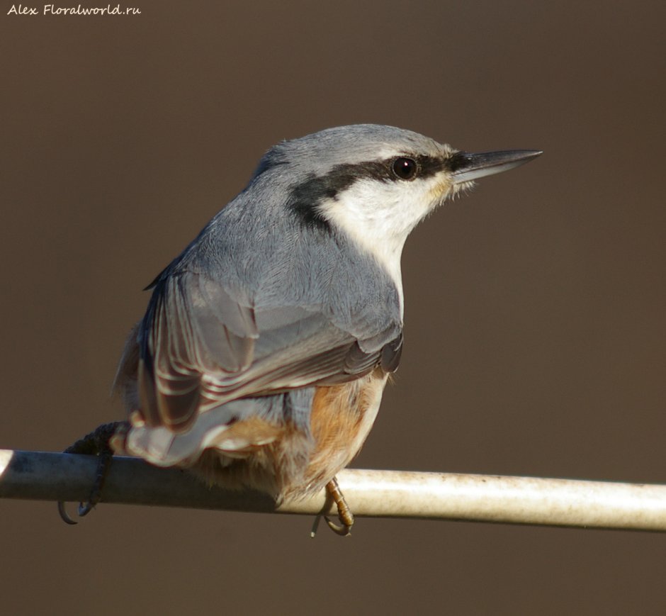 Серая птичка с длинным клювом
