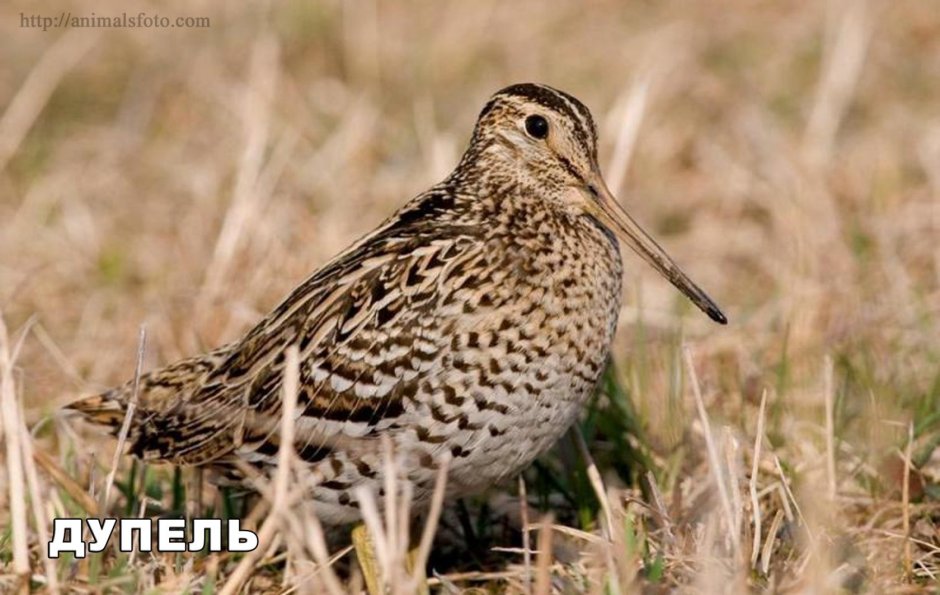 Кулик дупель