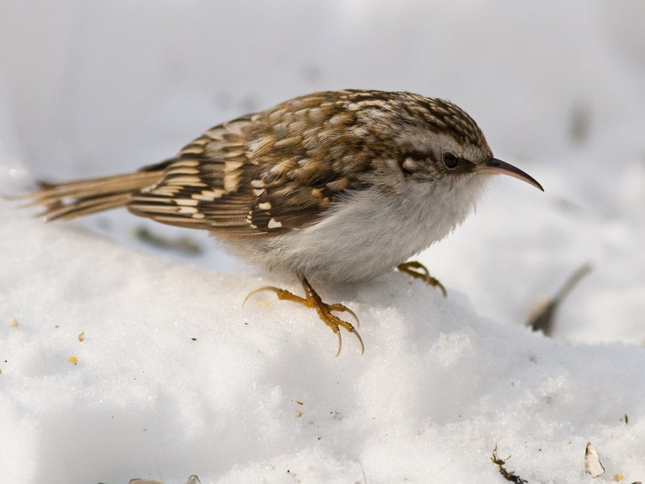 Обыкновенная пищуха