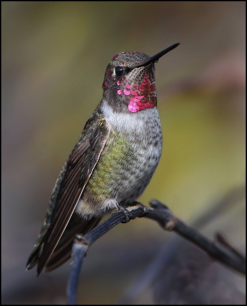 Птичка с длинным клювом