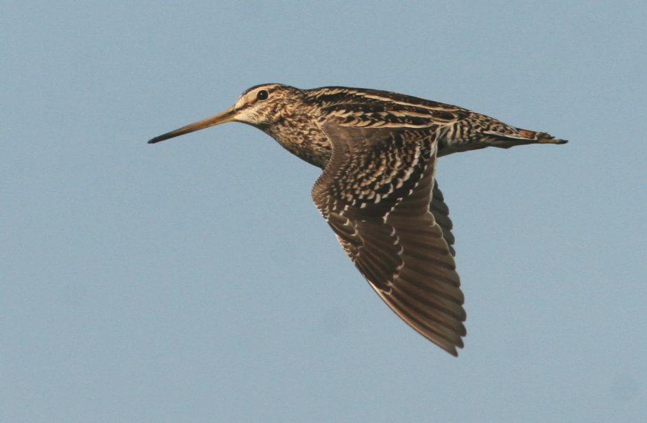 Бекас птица в полете