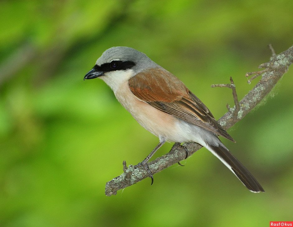 Обыкновенный жулан