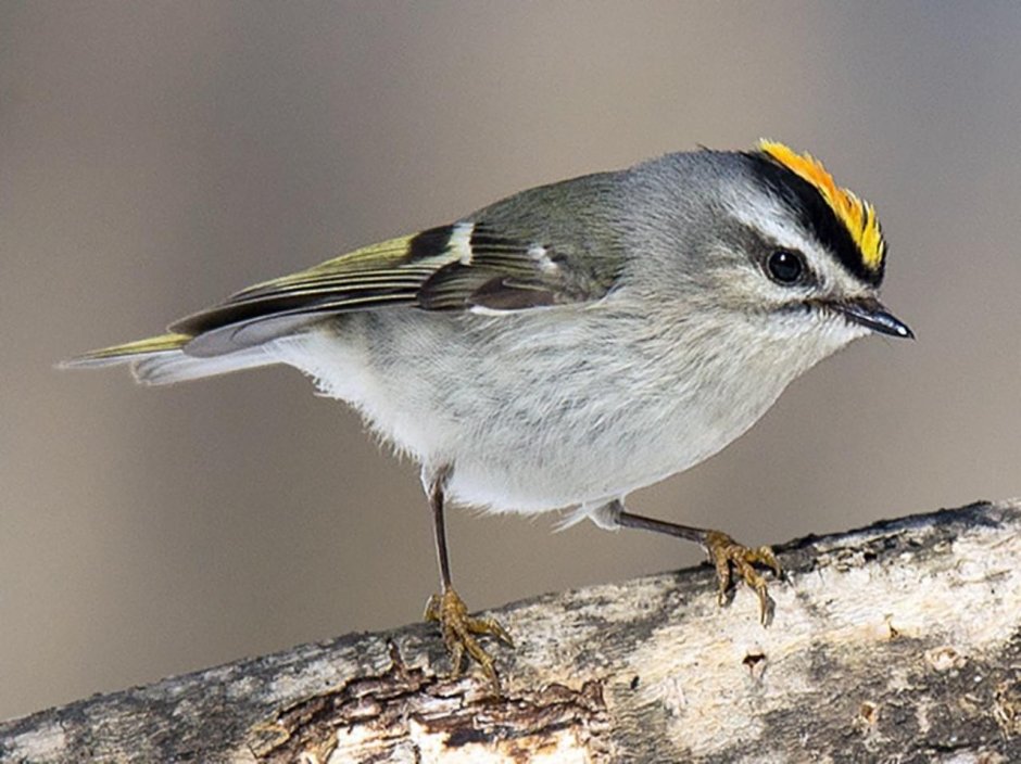 Golden crowned Kinglet