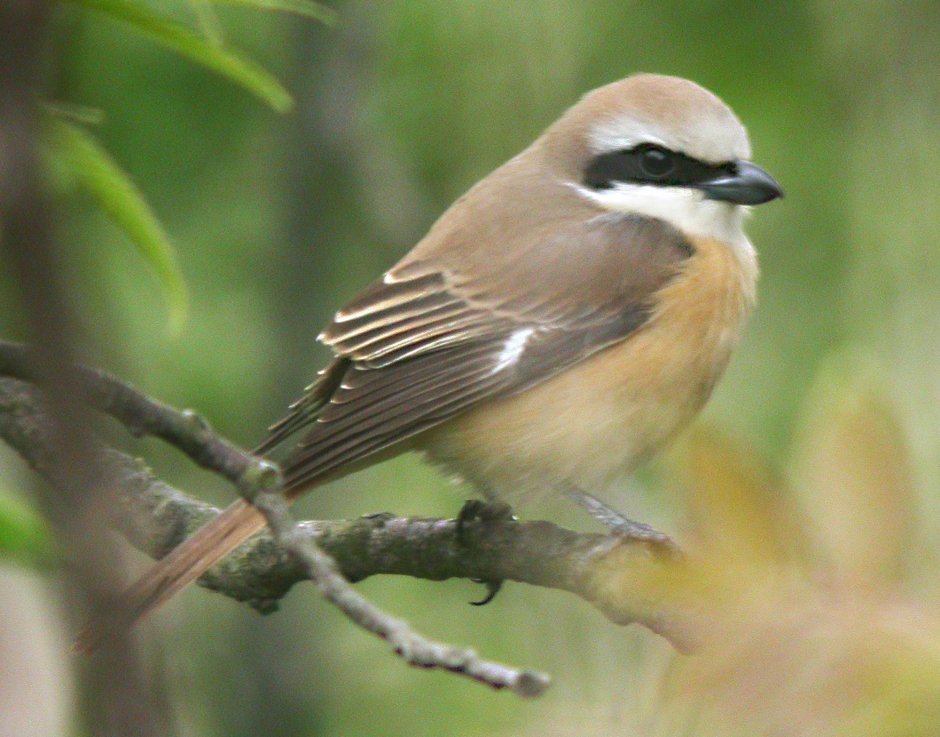 Семейство воробьиных