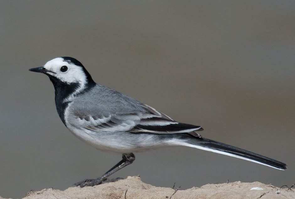 Хохлатая синица ТИТМАУС