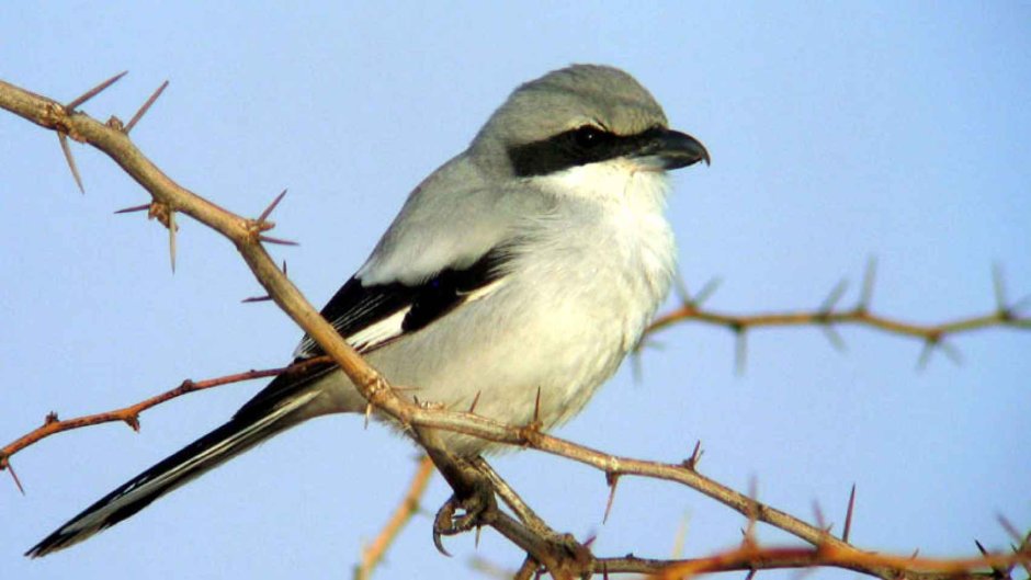 Southern Grey Shrike