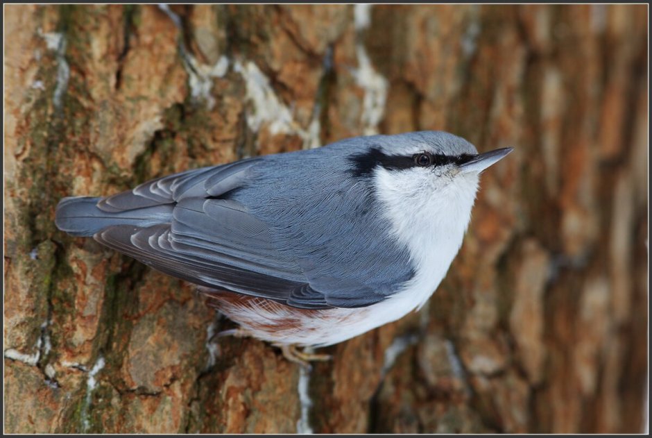 Сибирский поползень