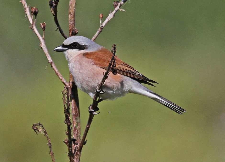 Американский жулан