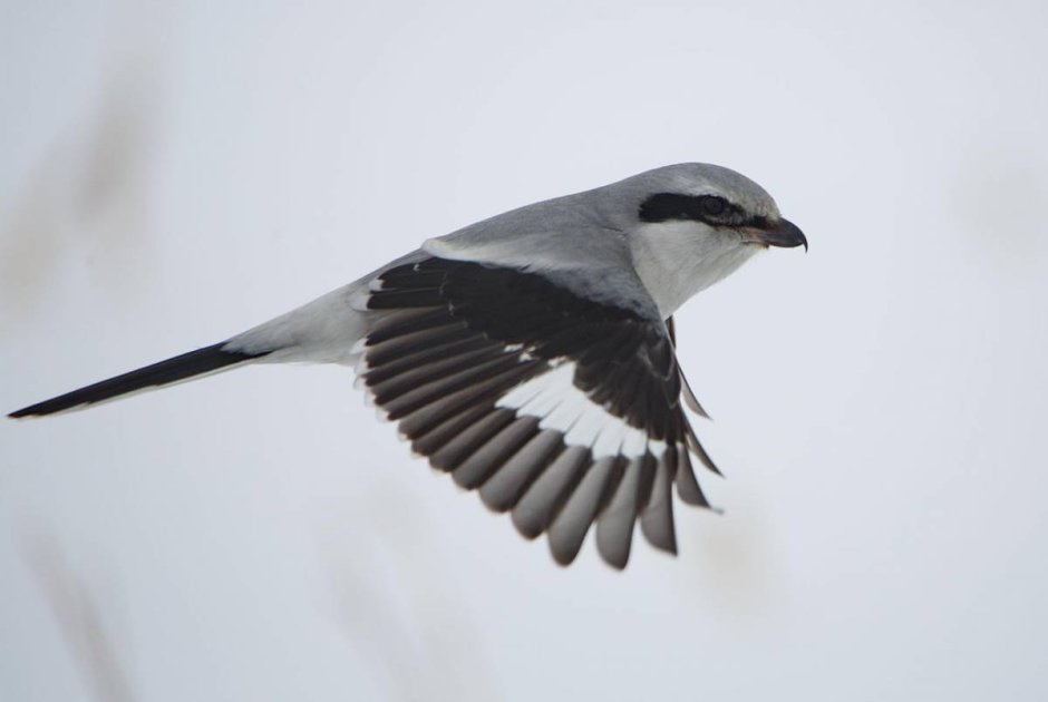 Серый сорокопут птица