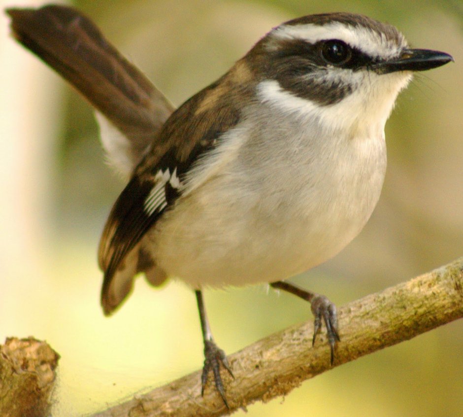 Снежнобровая мухоловка