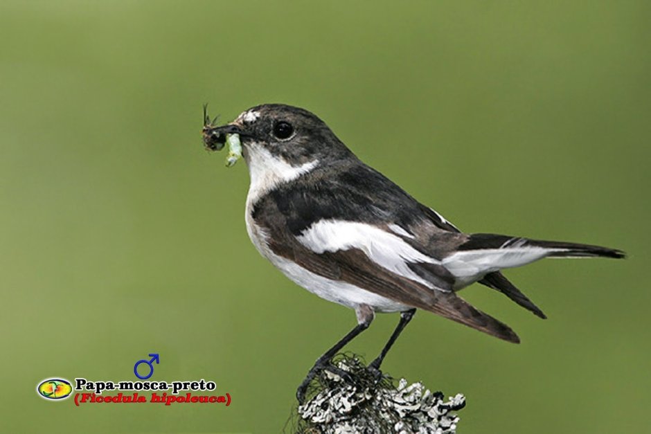 Маленькая птичка с белыми полосками на крыльях
