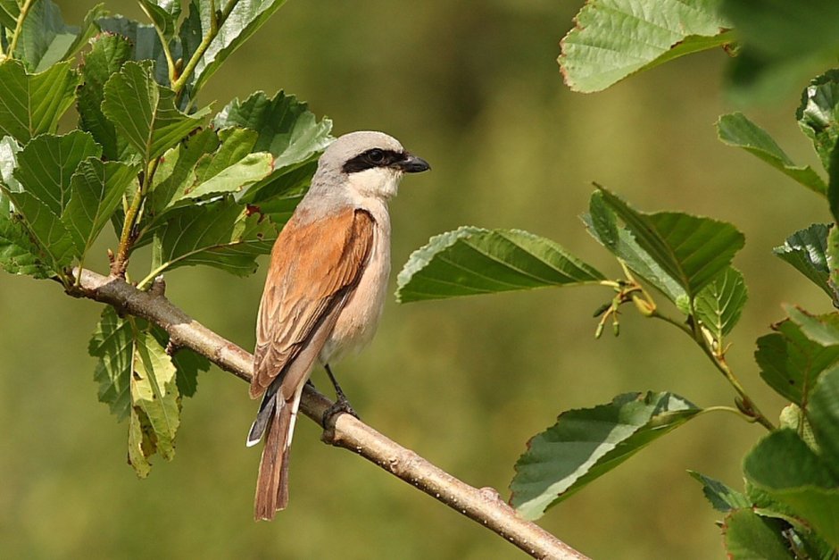 Сорокопут жулан птица пение