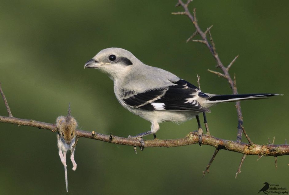 Птичка сорокопут
