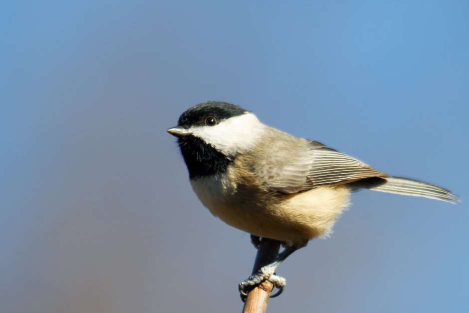 Chickadee птица