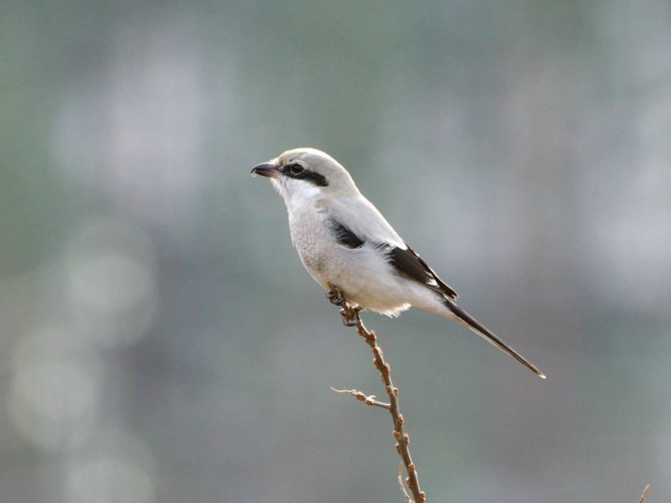 Серый сорокопут и Северный
