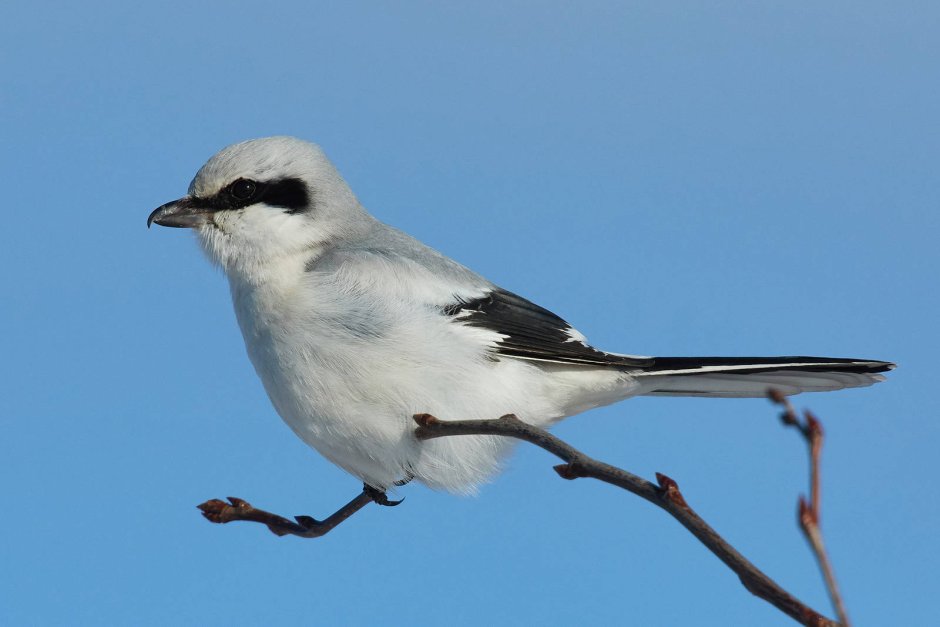 Серый сорокопут Lanius excubitor