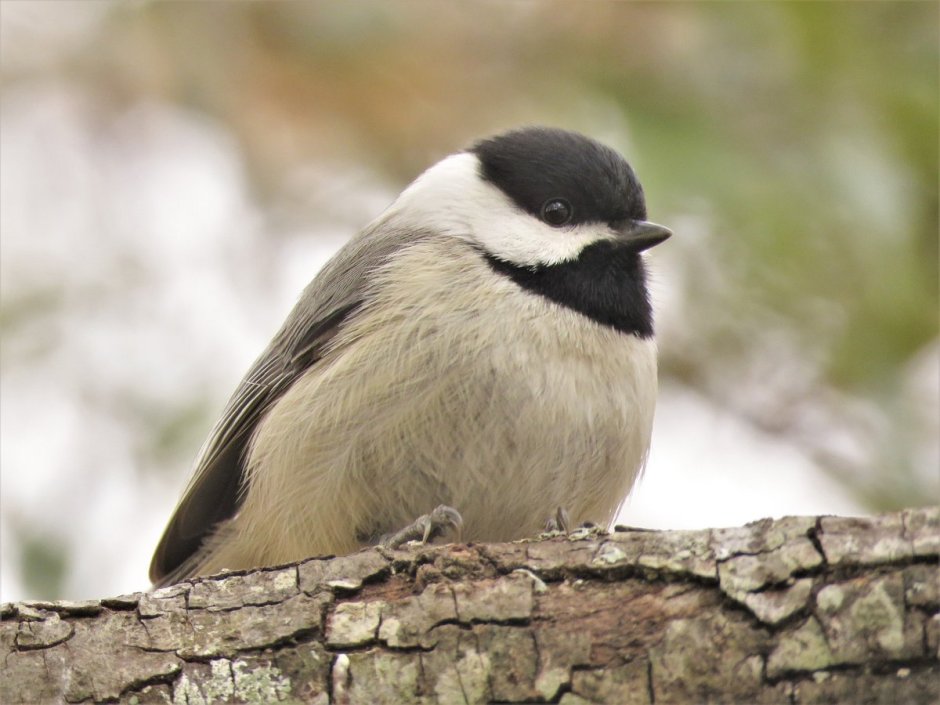 Птицы живущие в Пенсильвании