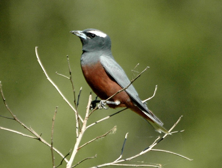 White-Browed Woodswallow