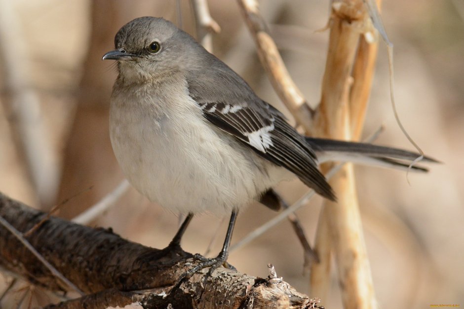 Метка птичка