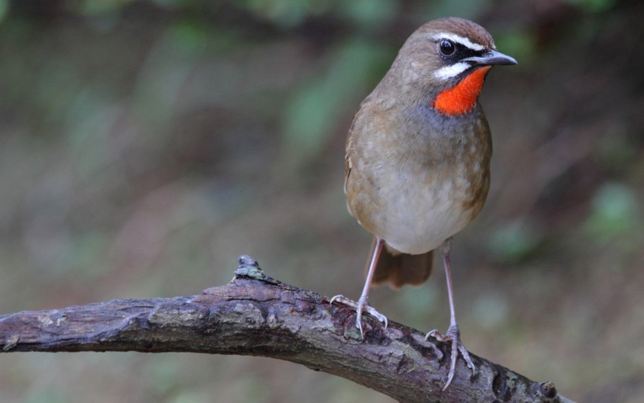 Африканский Зяблик птенцы