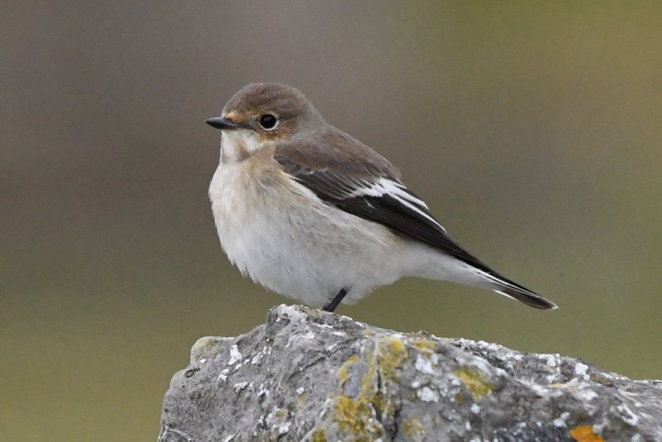 Птичка с белыми полосками на крыльях