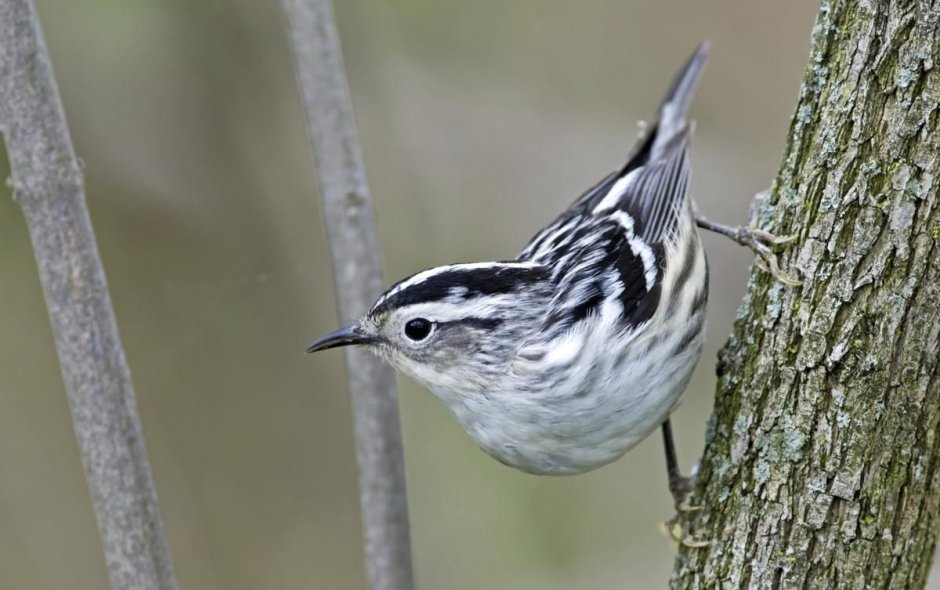Птица полосатая черно белая