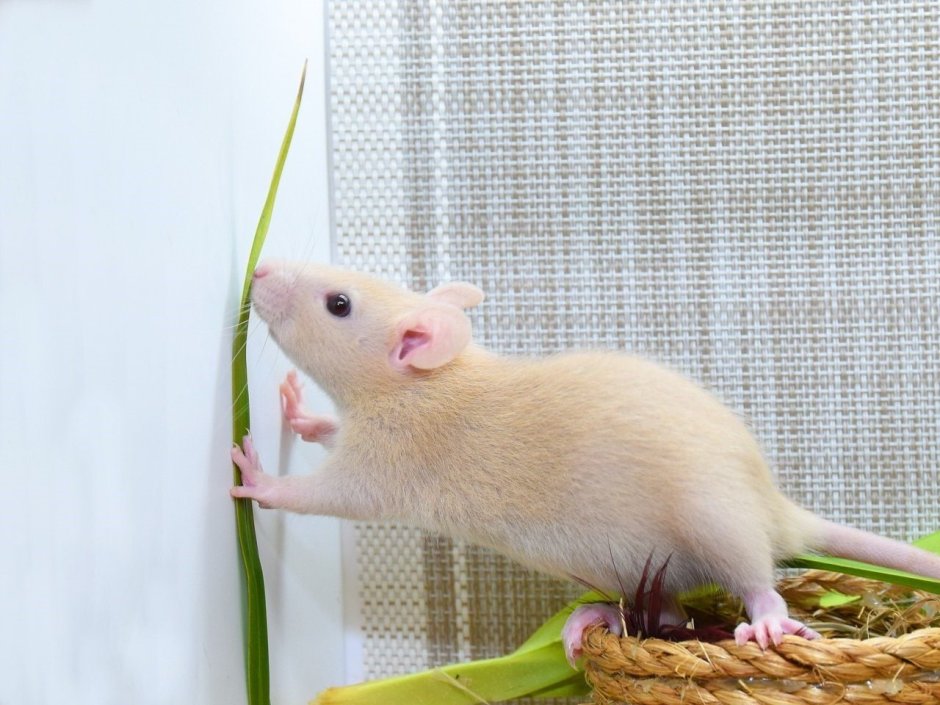 Крыса Дамбо Амбер