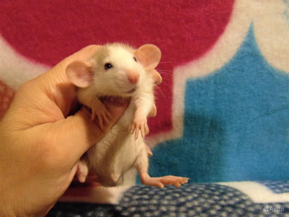 Крысята Дамбо коричневые