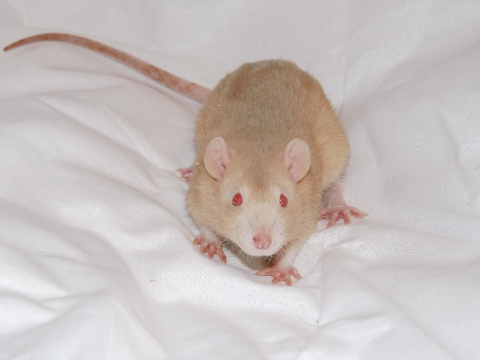 Рыжая крыса дамбо