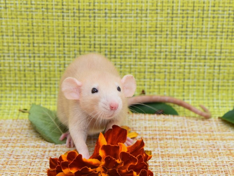 Крыска dambo Fawn self