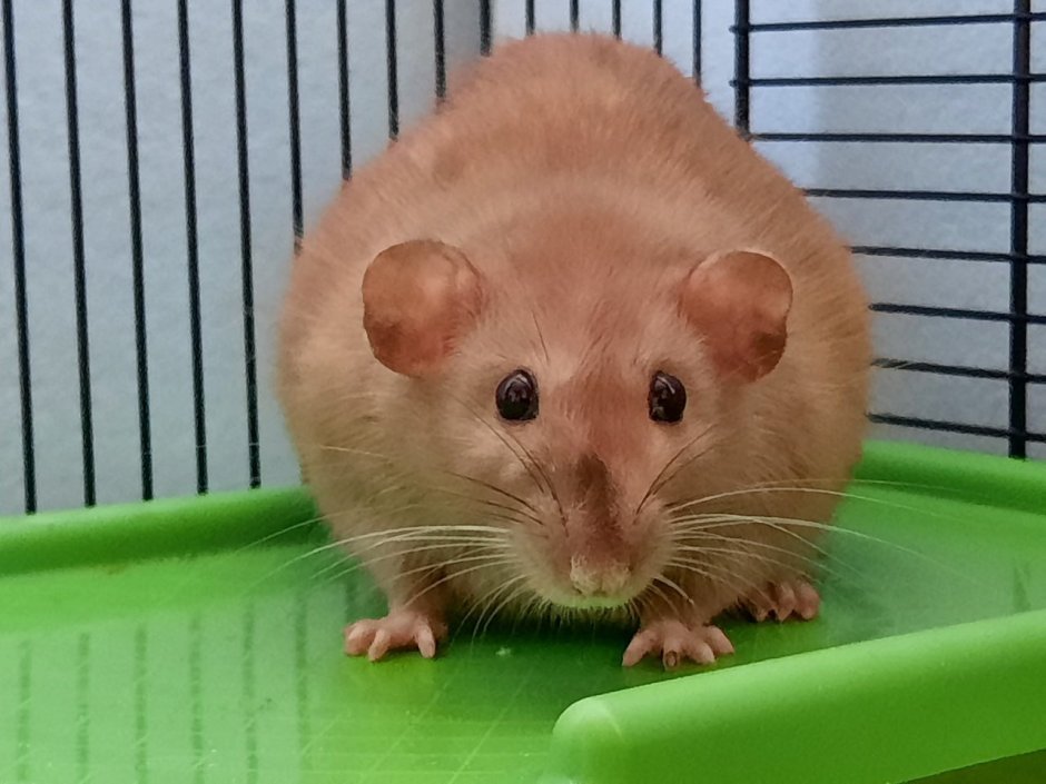 Рыжие крысята Дамбо