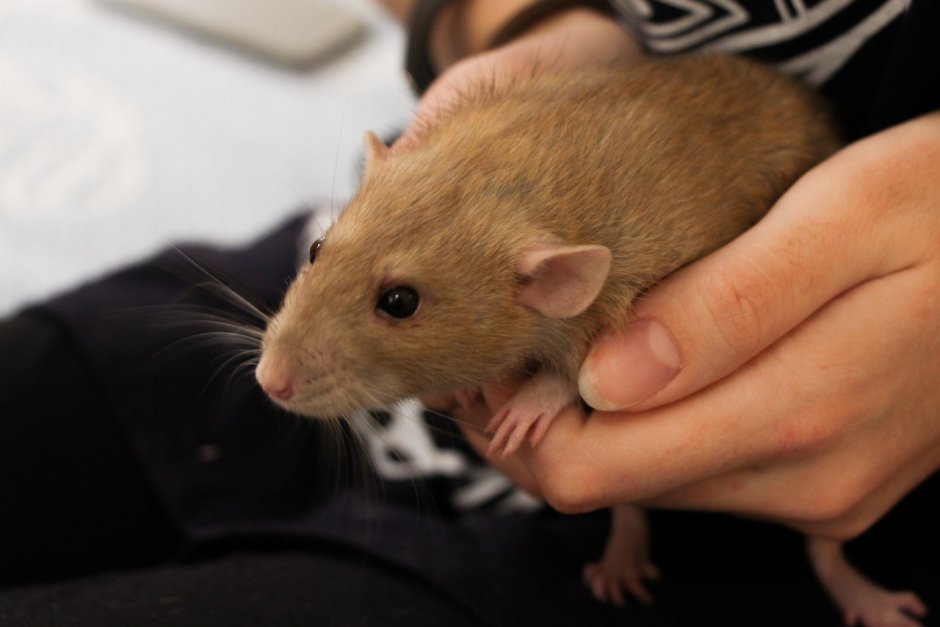 Крыса Дамбо рыжая