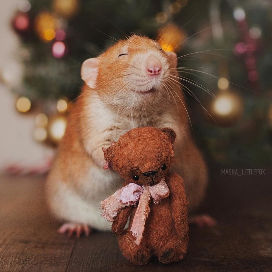 Крыски Дамбо рыжие