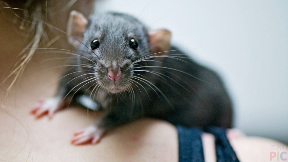 Крыса Дамбо капюшоновая