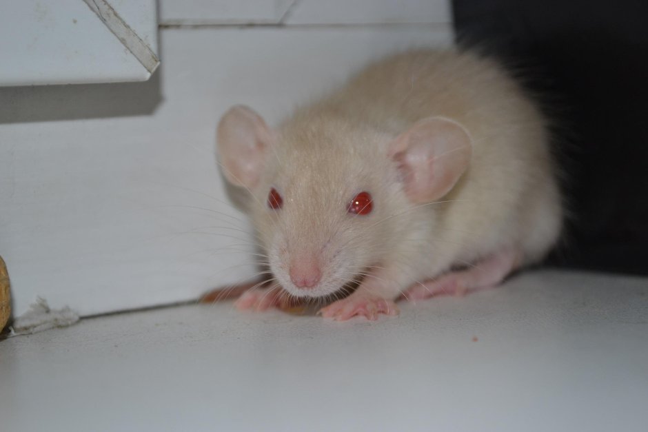 Крыса Дамбо белая с красными глазами