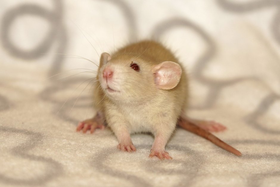 Крыса Дамбо капюшоновая