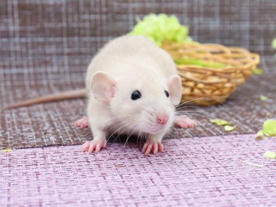 Крыса Дамбо голубая