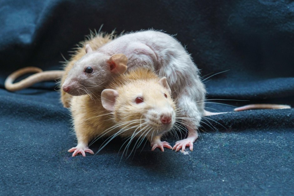 Крыса Дамбо Амбер