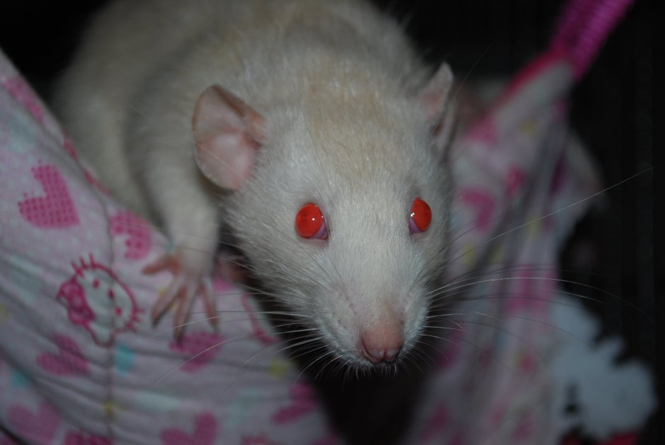 Крыса Дамбо белая с красными глазами