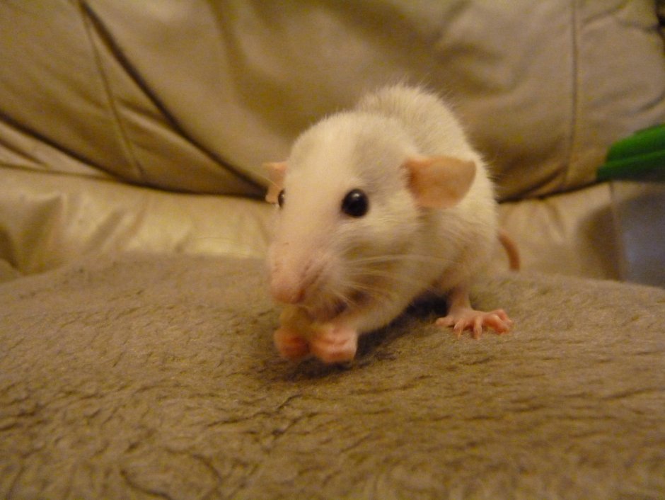 Крыса Дамбо Лонг