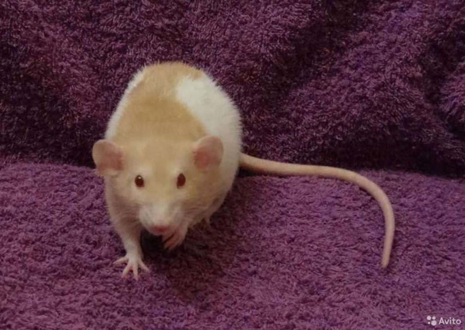 Дамбо циннамон