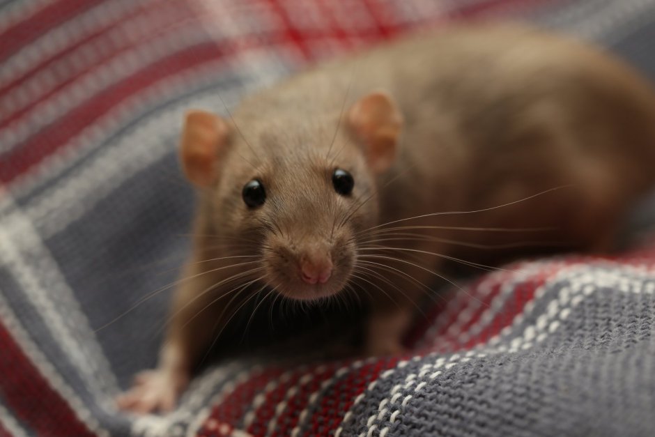 Коричневая декоративная крыса